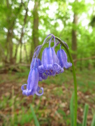 10th May 2015 - bluebell