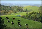 11th May 2015 - Rural NZ