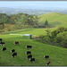 Rural NZ by dide