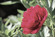 11th May 2015 - Desaturated Peony Rose