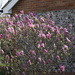 Spring Blossom by davemockford