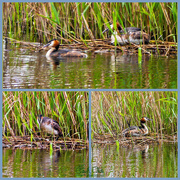 11th May 2015 - Nesting Great Crested Grebes