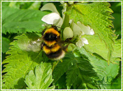 11th May 2015 - Busy Bee