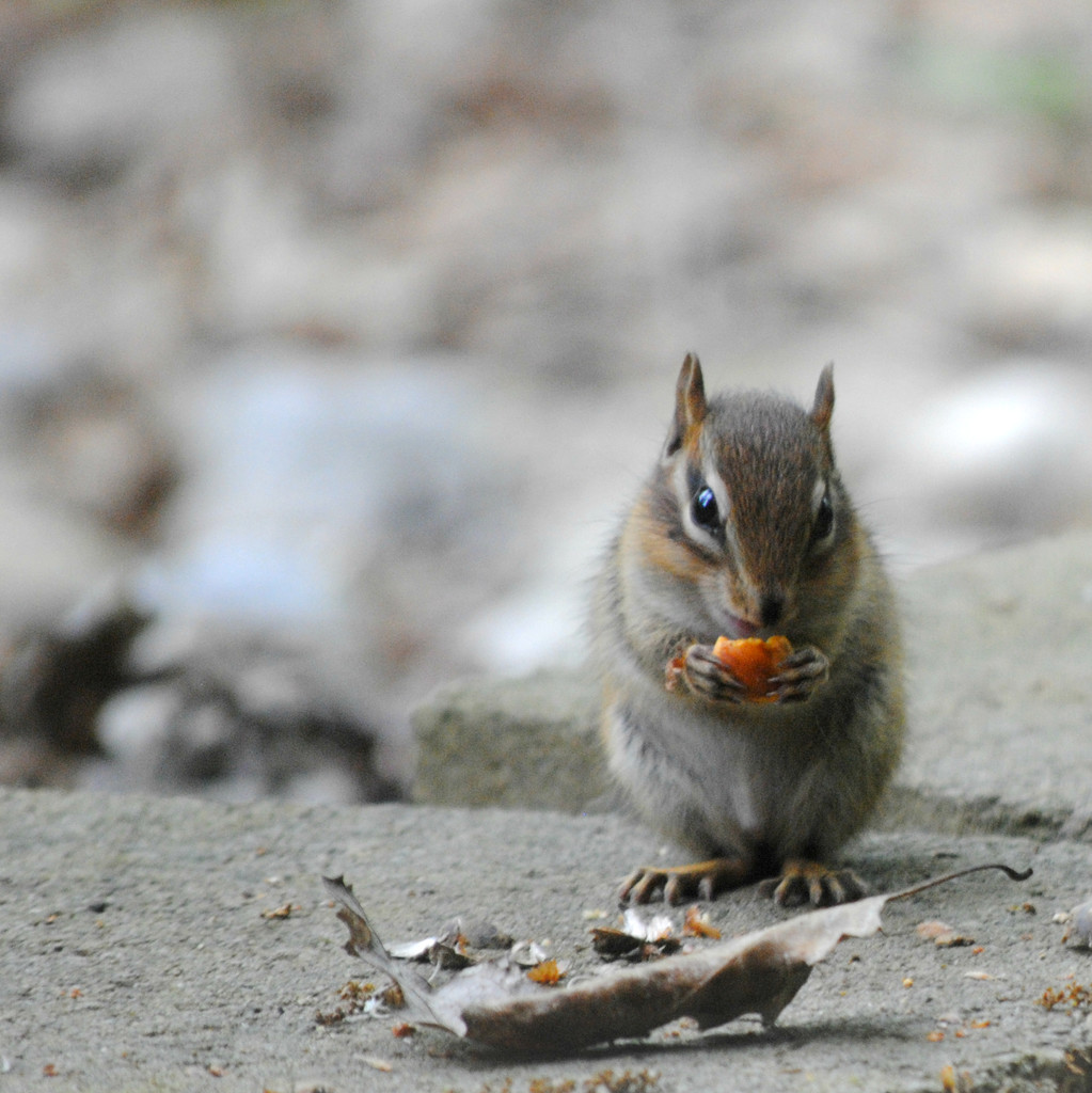 Chip and his Cheezit by alophoto