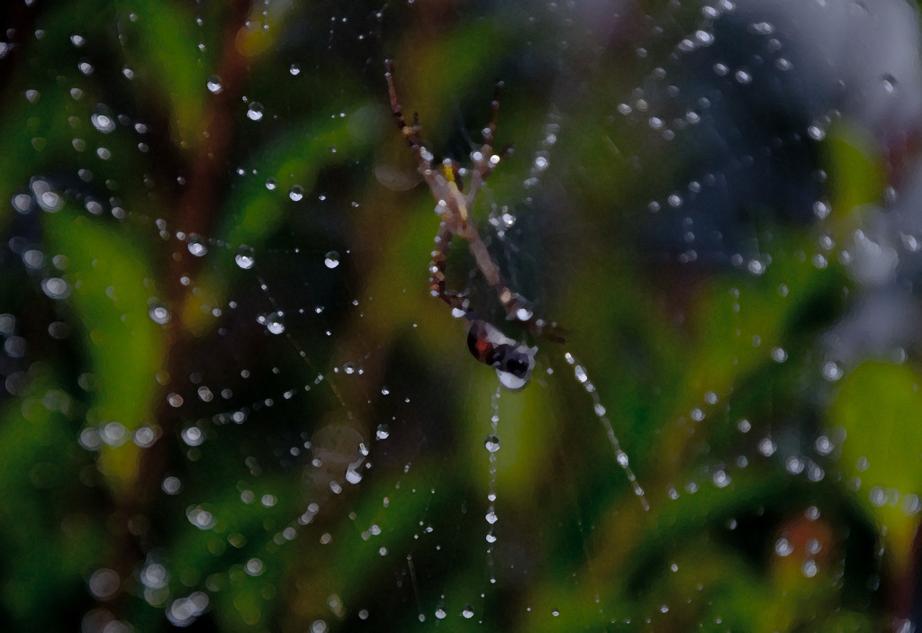droplets on a spiders web by annied