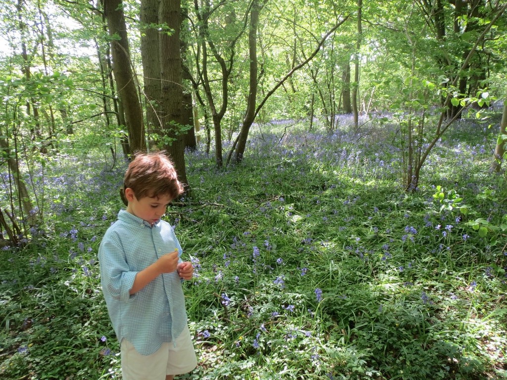 Bluebell Wood by foxes37