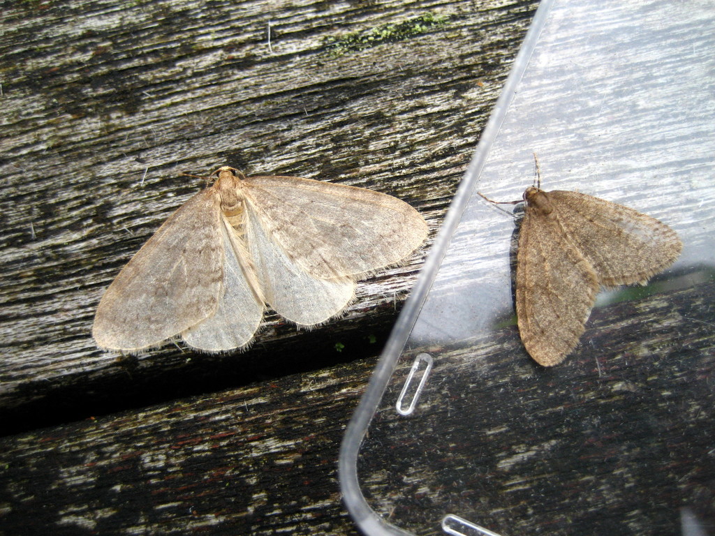 Winter and Northern winter moth by steveandkerry