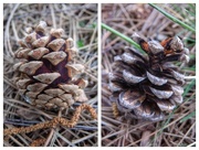 11th May 2015 - Pine Cones