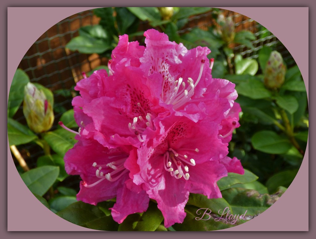 Rhododendron by beryl