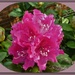 Rhododendron by beryl
