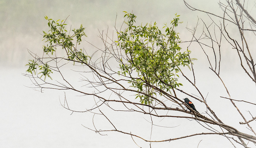 Blackbird Tree by gardencat