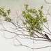 Blackbird Tree by gardencat