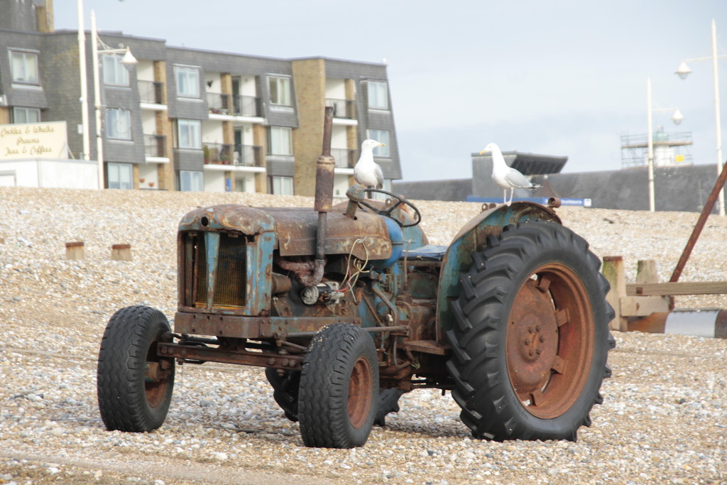 Seagulls in Tractor by davemockford