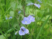 11th May 2015 - Fly on Speedwell 