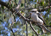 11th May 2015 - Kookaburra