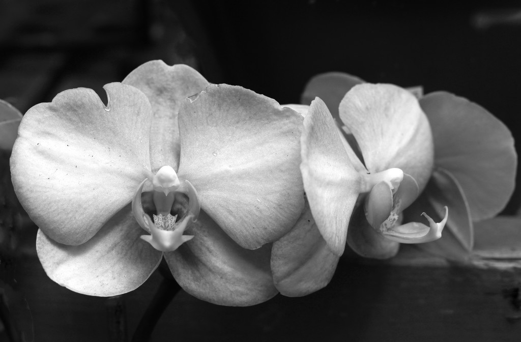 Orchids  by mzzhope