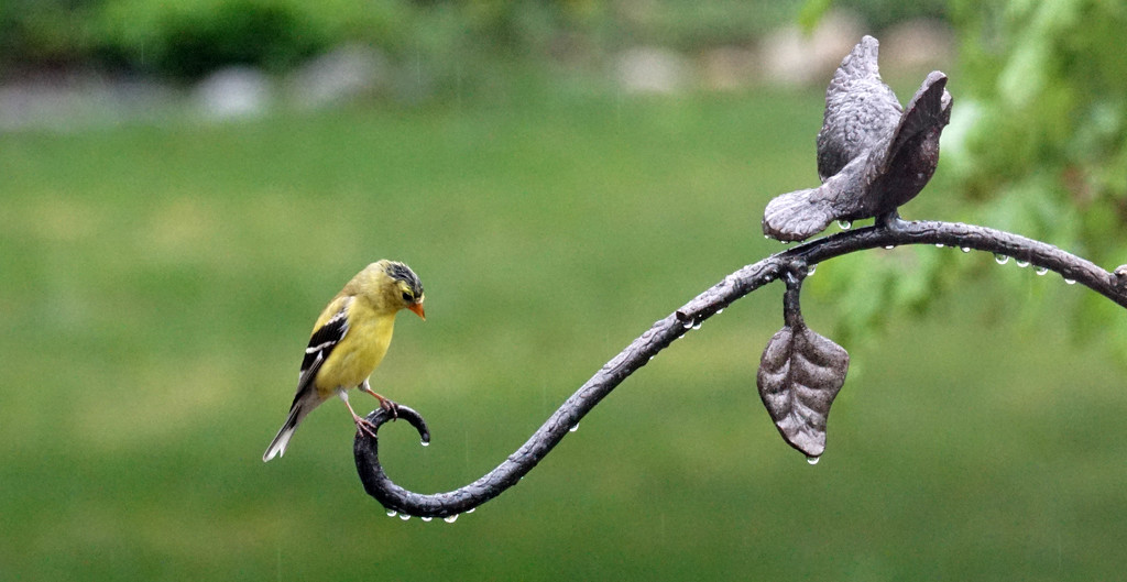 rainy day goldfinch by amyk