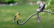 11th May 2015 - rainy day goldfinch