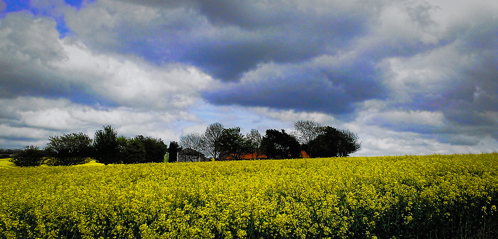 Canola and Big Skies (mobile phone shot) by phil_howcroft