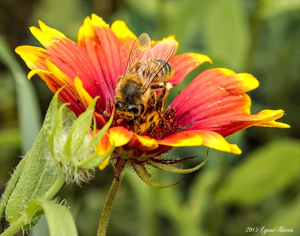 Bee in a Blanket by lynne5477