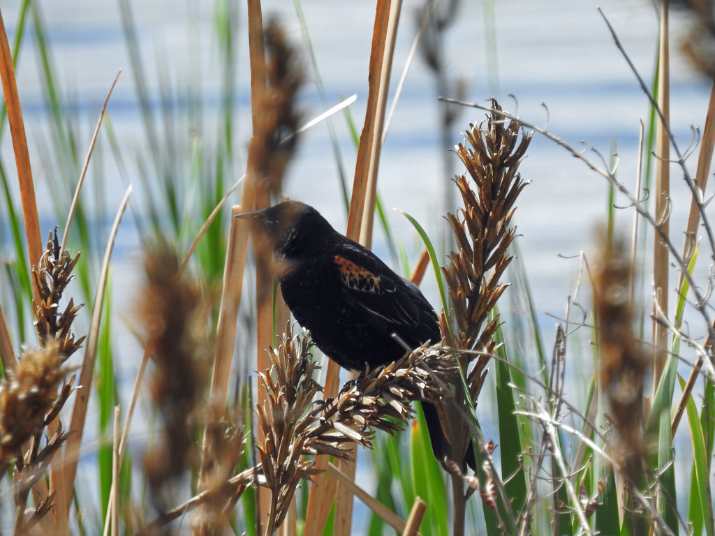 Red Winged Blackbird in the grass by rminer