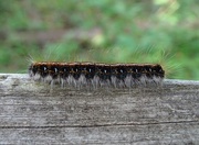 11th May 2015 - Eastern Tent Caterpillar