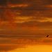 Bird's Eye View of the Sunset by genealogygenie