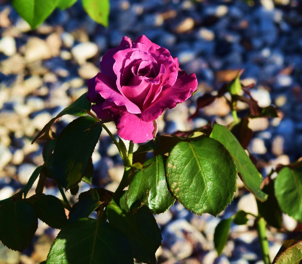 Dusky Pink Rose. by happysnaps