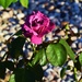 Dusky Pink Rose. by happysnaps