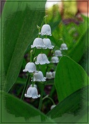 11th May 2015 - Lily of the Valley in Bloom