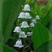 Lily of the Valley in Bloom by olivetreeann