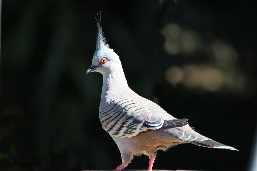 Crested Pigeon by terryliv