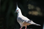 12th May 2015 - Crested Pigeon