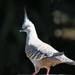 Crested Pigeon by terryliv