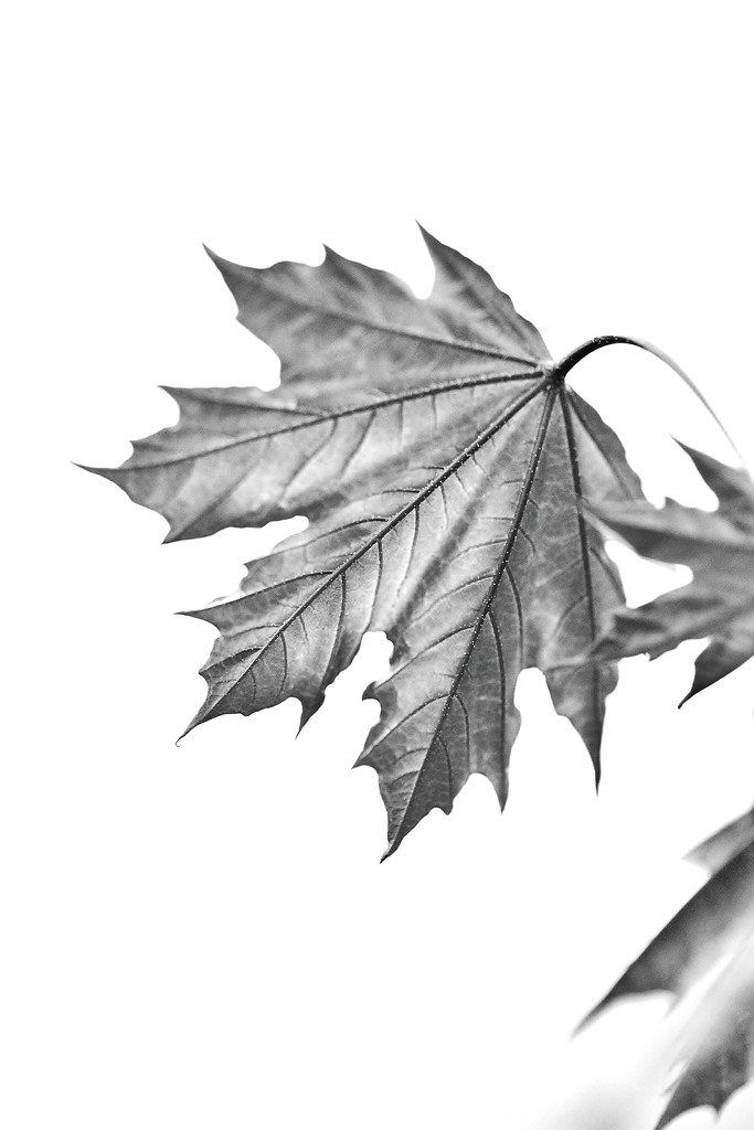 Acer Leaf  by motherjane