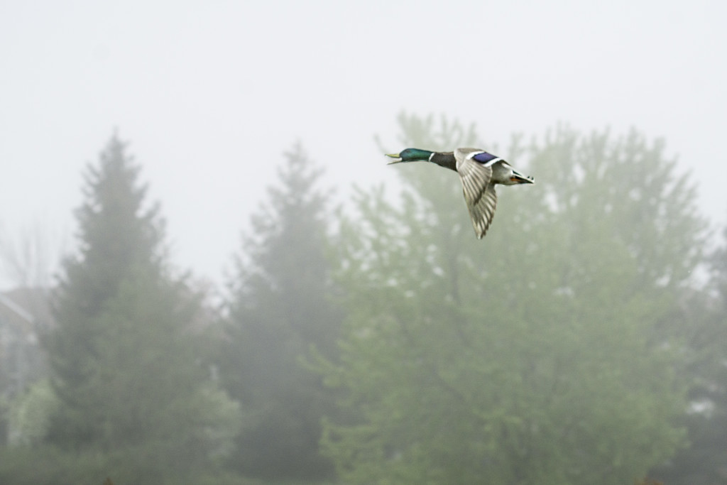 Flying and Quacking by gardencat