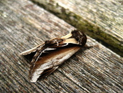 16th Apr 2014 - Lesser swallow prominent