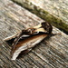 Lesser swallow prominent by steveandkerry