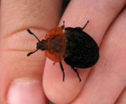 20th Apr 2014 - Red cloaked carrion beetle