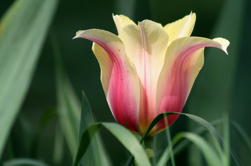 Pink and yellow tulip by mittens