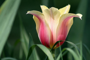 12th May 2015 - Pink and yellow tulip