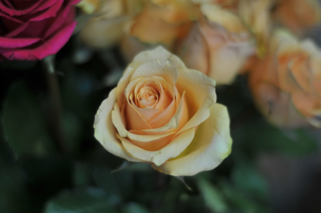Rose by kathyrose