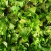 Lots of Lovely Lettuce by will_wooderson