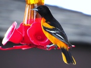 9th May 2015 - Oriole