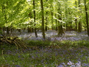 12th May 2015 - Bluebell carpet