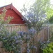 Californian Lilac by g3xbm