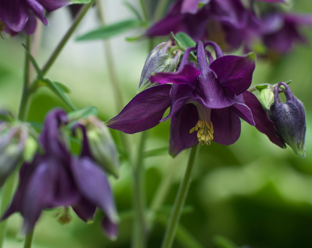 Purple flower by loweygrace