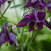 Purple flower by loweygrace