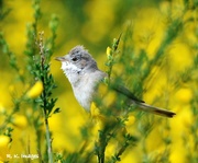 12th May 2015 - Whitethroat at RSPB