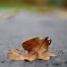 Oak Leaf by andycoleborn